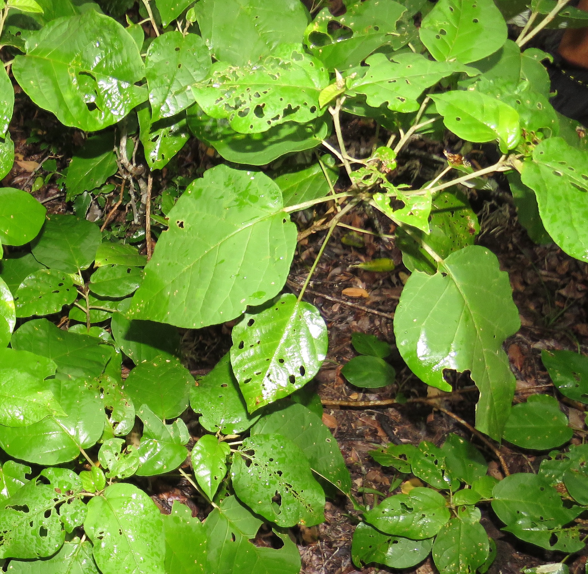 Croton steenkampianus