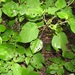 Croton steenkampianus - Photo (c) magdastlucia, μερικά δικαιώματα διατηρούνται (CC BY-NC), uploaded by magdastlucia