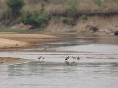 Burhinus senegalensis