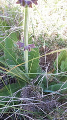Salvia sclareoides