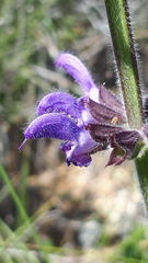 Salvia sclareoides