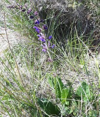 Salvia sclareoides