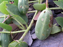 Capparis spinosa herbacea