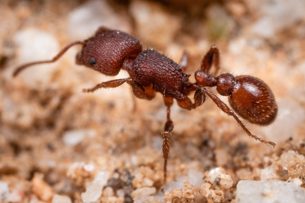 Pima Harvester Ant