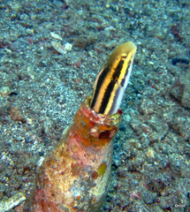 Petroscirtes breviceps