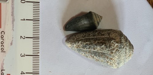 Conus lemniscatus, 2023-10-19