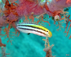Petroscirtes breviceps