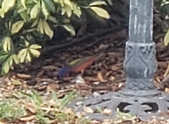 Passerina ciris image