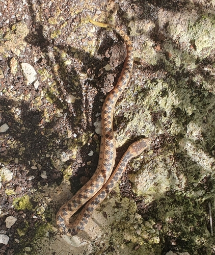 Cayman Islands Dwarf Boa