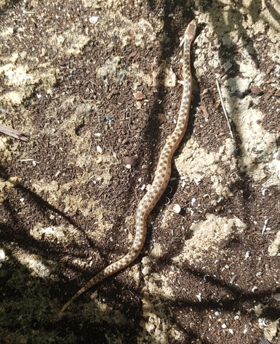Cayman Islands Dwarf Boa