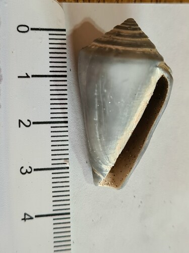 Conus lemniscatus, 2023-10-19