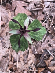 Trillium stamineum