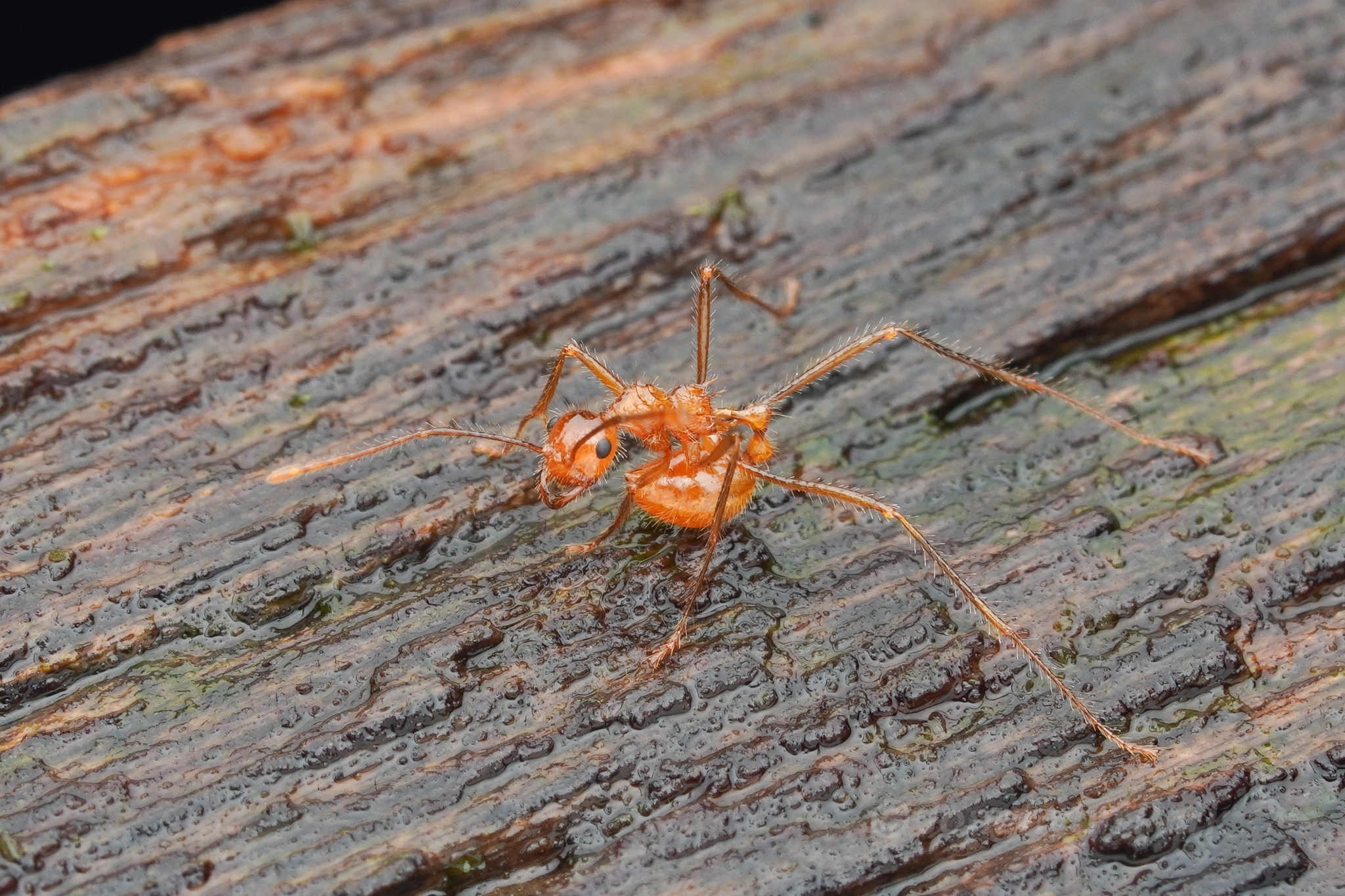 Myrmicaria adpressipilosa