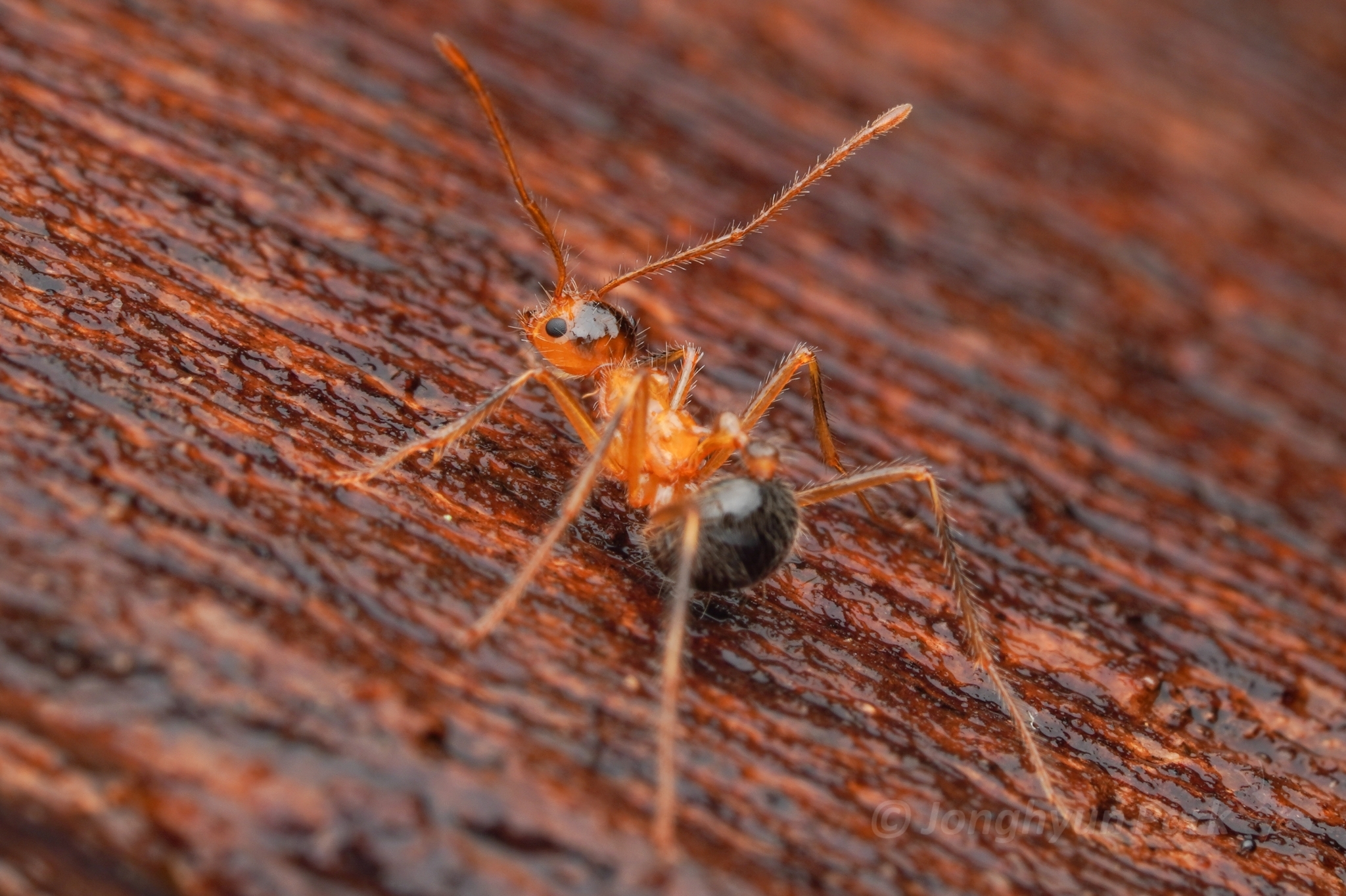 Myrmicaria melanogaster