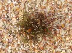 Gracilaria