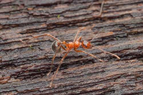 Myrmicaria melanogasterMyrmicaria melanogaster