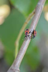Pyrrhocoris apterus