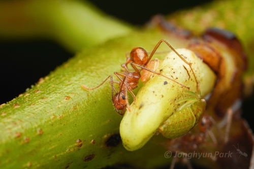 Myrmicaria adpressipilosaMyrmicaria adpressipilosa