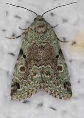 Maliattha concinnimacula