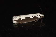 Ethmia semilugens
