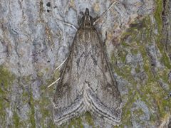 Pyrausta napaealis