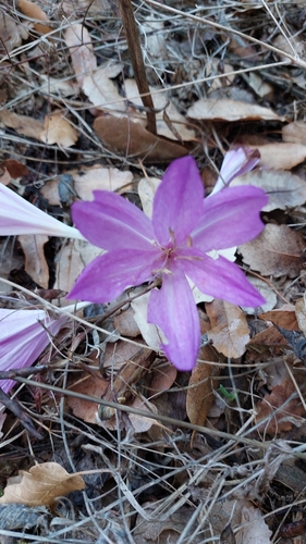 Colchicum feinbruniae