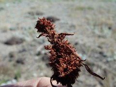 Rumex maritimus