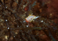 Diaphorodoris papillata