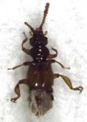 Sagola notabilis