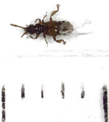 Sagola notabilis