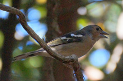 Fringilla coelebs canariensis