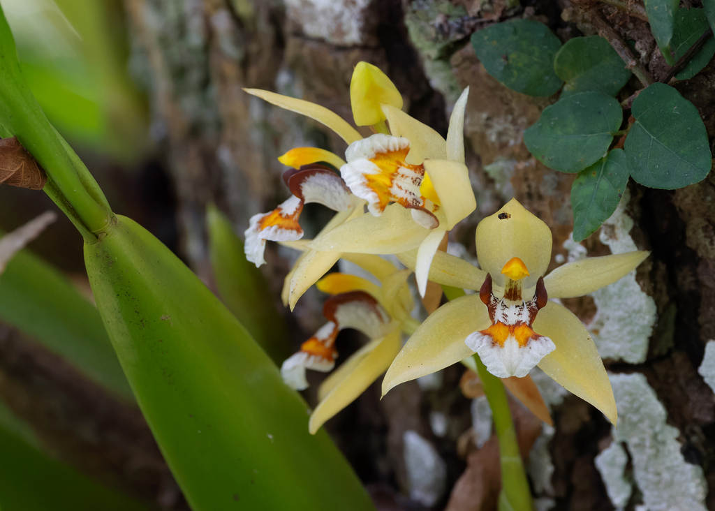 Coelogyne lentiginosa (Coelogyne lentiginosa)