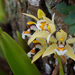 Coelogyne lentiginosa - Photo (c) ayuwat, some rights reserved (CC BY-NC)