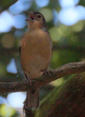 Fringilla coelebs canariensis