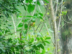 Geothlypis poliocephala