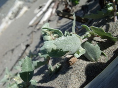 Atriplex laciniata