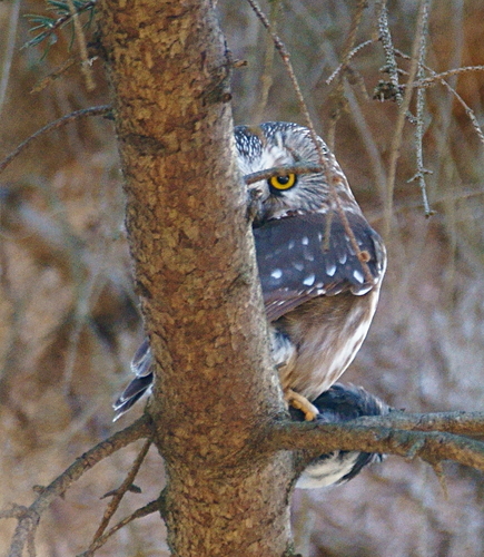 Northern Saw-whet Owl photographed in Illinois