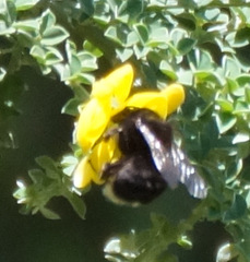 Bombus terrestris canariensis