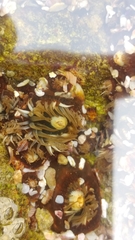 Anthopleura mariscali