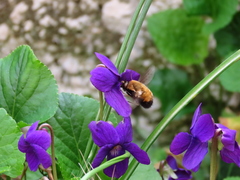 Bombylius discolor