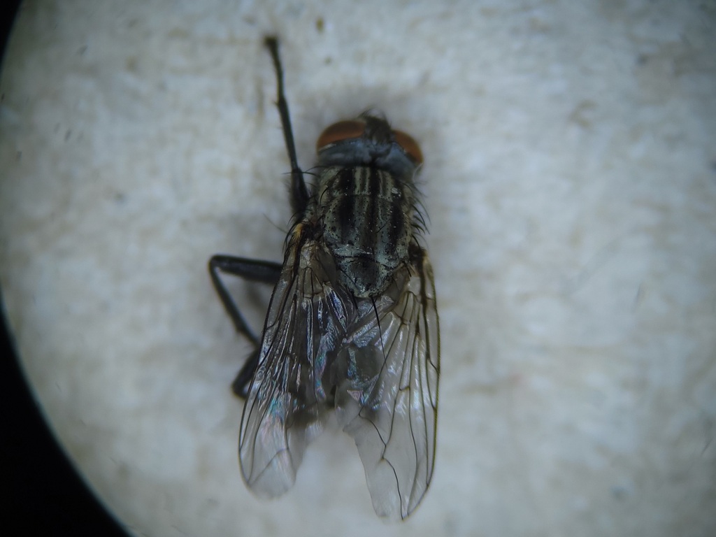 Ravinia anxia
