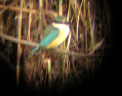 Todiramphus sanctus sanctus