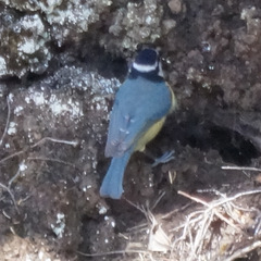 Cyanistes teneriffae teneriffae