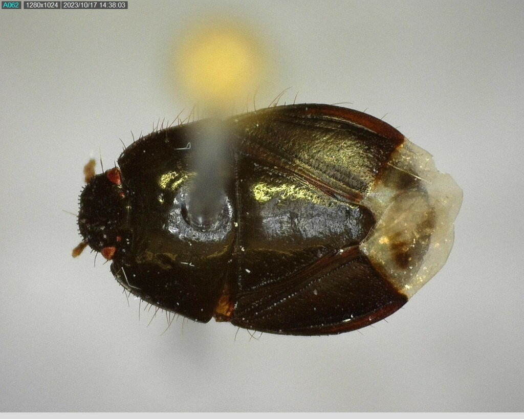 Two-lined Burrowing Bug from Kimble County, TX, USA on April 18, 2023 ...