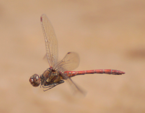 Island Darter