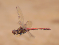 Sympetrum nigrifemur