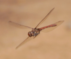 Sympetrum nigrifemur