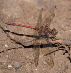 Sympetrum nigrifemur