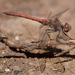 Island Darter - Photo (c) redhat, some rights reserved (CC BY-NC), uploaded by redhat