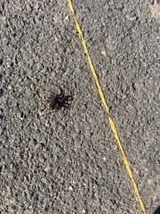 Herpyllus propinquus